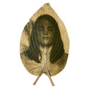 Siobhán Byrns, Maggie, 2024, Chlorophyll print on hosta leaf
