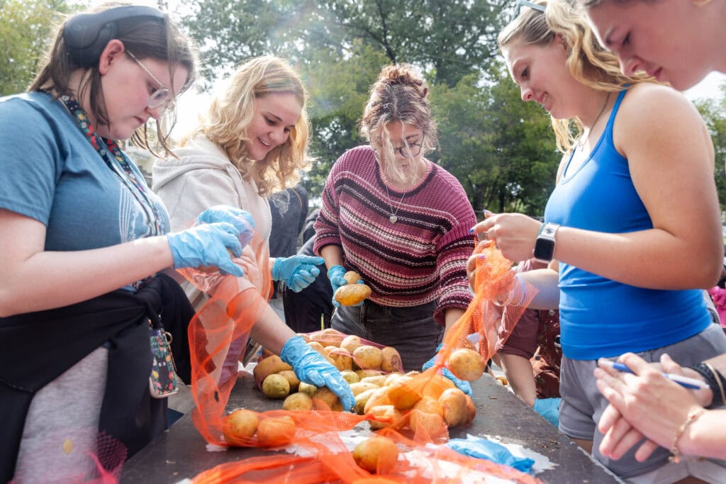 A group of women are bagging potatoes