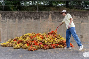 A student throws a bag of potatoes into a large pile of them