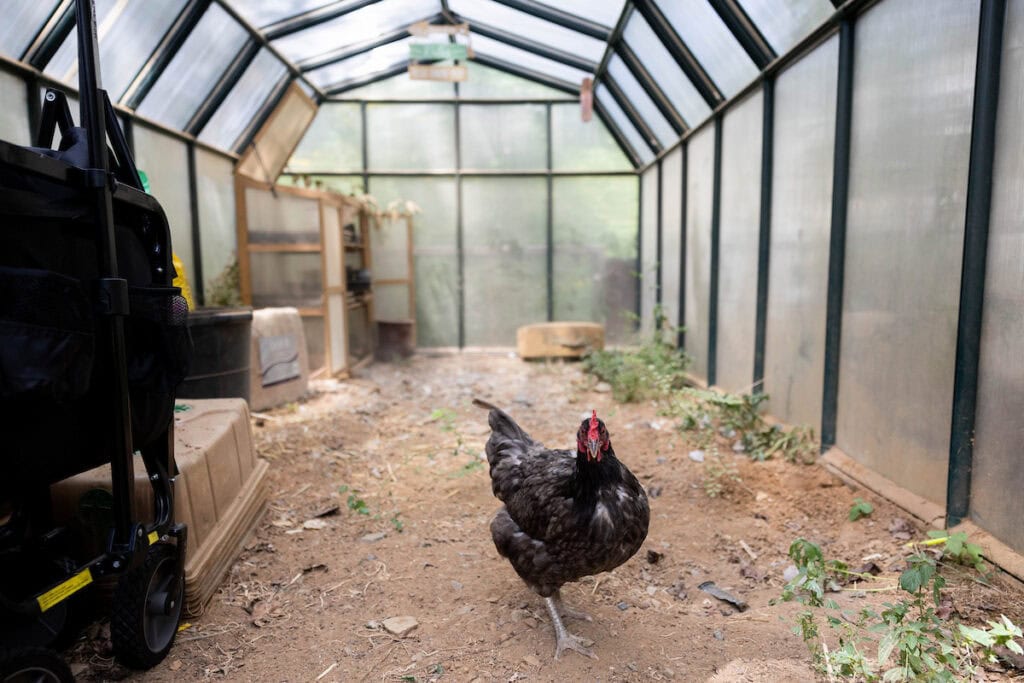 A rooster stands in the center of a greenhouse A rooster stands in the center of a greenhouse