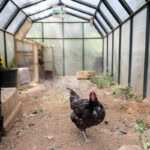 A rooster stands in the center of a greenhouse