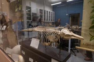 A fossilized skeleton is displayed in the window of a lab 