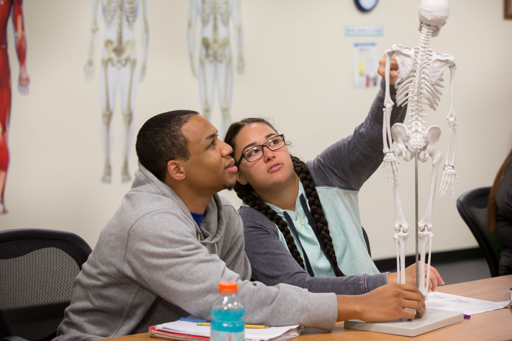 sport and exercise students examine bone structure on a lab skeleton