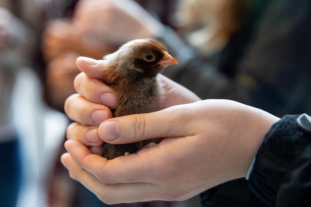 Randolph College students welcome baby chicks who will soon reside in the Organic Garden.
