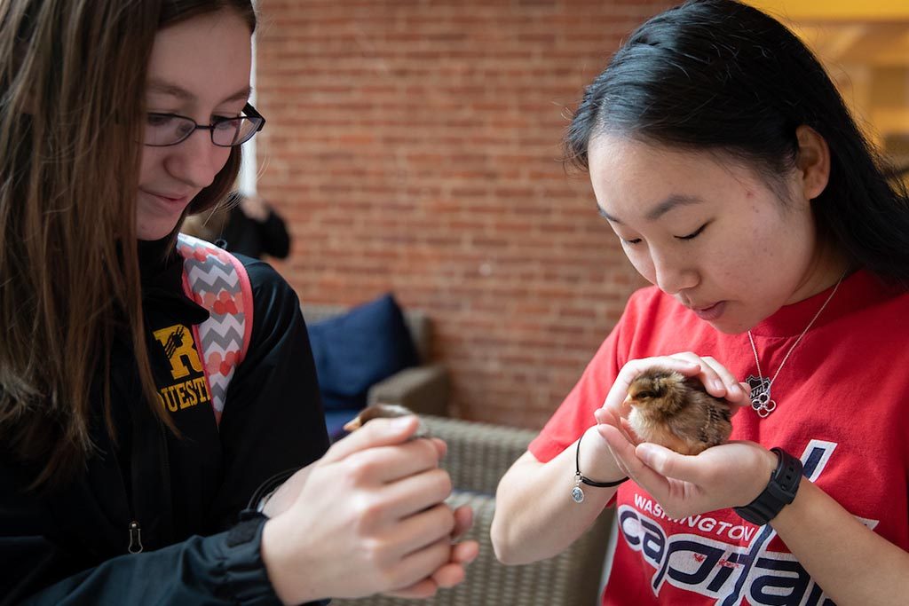 Randolph College students welcome baby chicks who will soon reside in the Organic Garden.