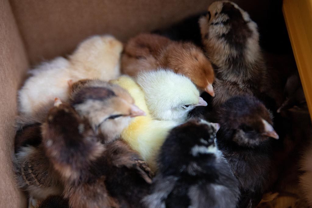 Randolph College students welcome baby chicks who will soon reside in the Organic Garden.