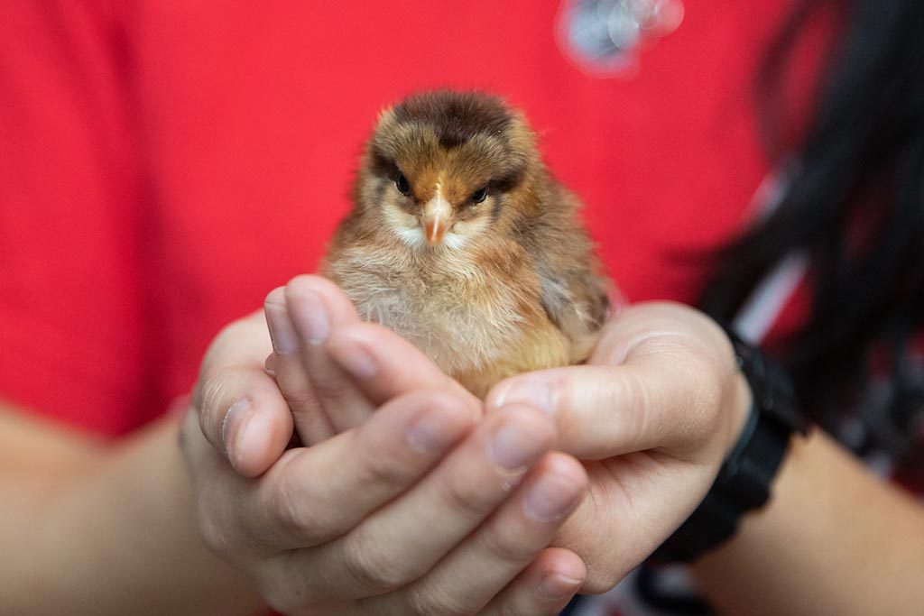 Randolph College students welcome baby chicks who will soon reside in the Organic Garden.